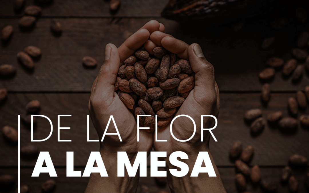 Conoce el proceso para que el cacao llegue a nuestra mesa