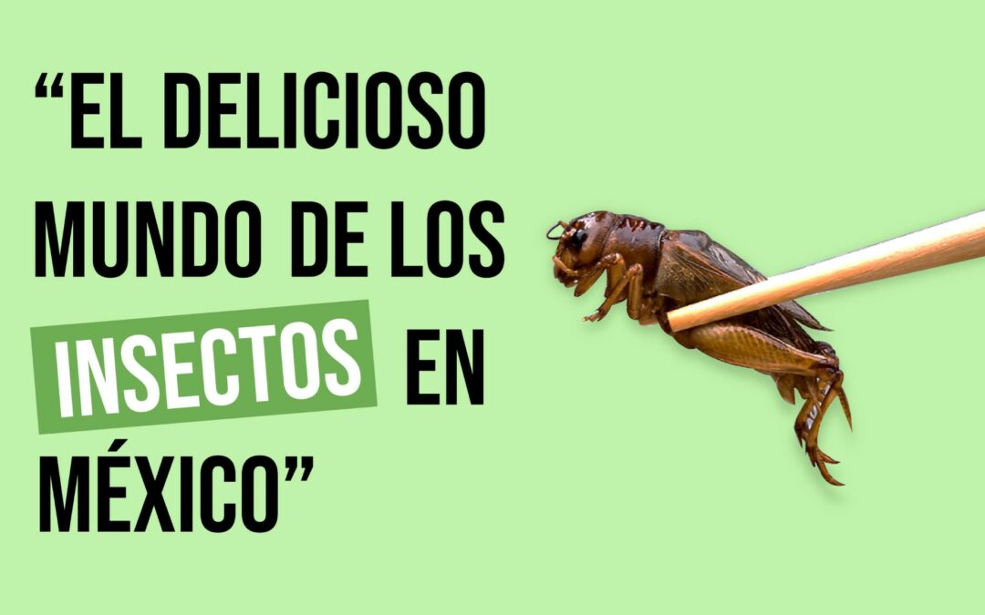 ¡El delicioso mundo de los insectos en México!